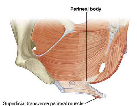 Perineal Membrane Anatomy