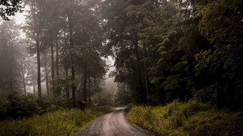 Forest Road Fog Turn Trees Grass Picture Photo Desktop Wallpaper