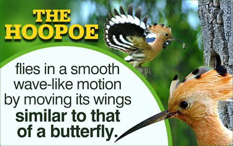 Marvelously Interesting Facts About The Beautiful Hoopoe Birds