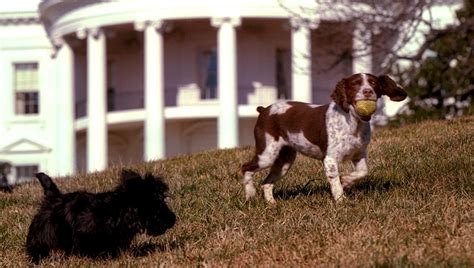 Auf der einen seite gibt es nachteil, aber es gibt auch vorteil. Hunde im Weißen Haus: Was macht einen Hund zum Präsidenten ...
