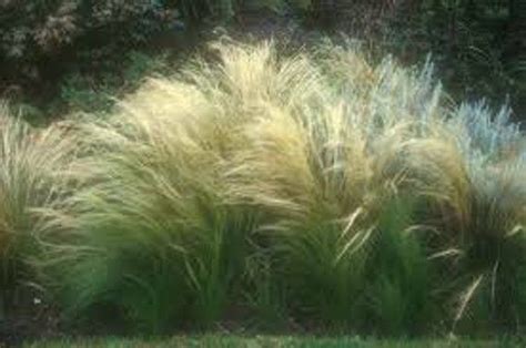 Mexican Feather Grass Seeds Stipa Tenuissima Silky Thread Grass