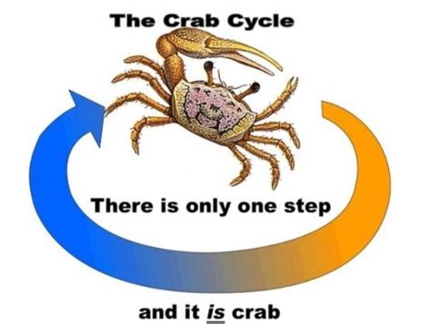 Hasn T Been Posted Here But We Must Fulfill The Crab Cycle R