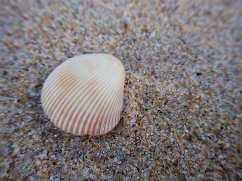 Clam Beach Shell Free Photo On Pixabay Pixabay