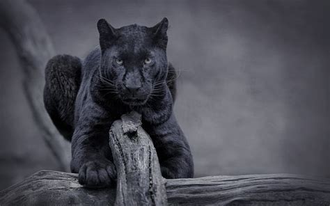 Share More Than 54 Black Panther Wallpaper Animal Latest Incdgdbentre