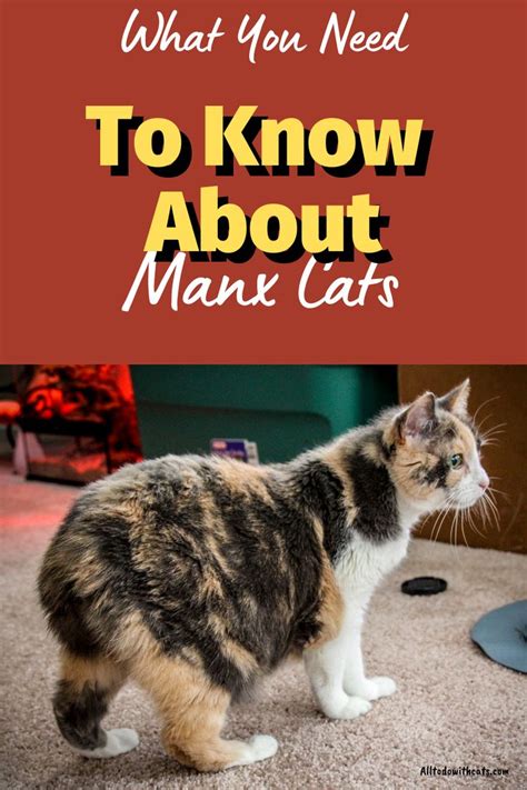 Manx Cat Informationwhat You Need To Know About This Adorable Breed
