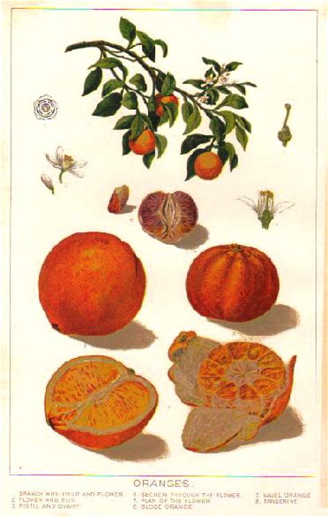 The fruit of the orange tree can be eaten fresh, or processed for its juice or fragrant peel. Hortus Camdenensis | Citrus reticulata 'Tangerine'