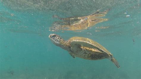Turtle At Laniakea Beach Oahu Hawaii Youtube