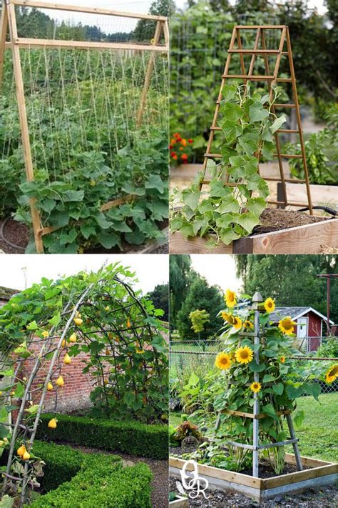 Cucumber plant trellis diy