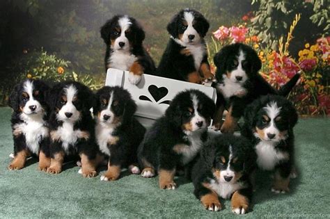 Cute Bernese Mountain Dog Puppies Wallpapers Pets Gallery Desktop