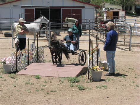 Combined Driving With Miniature Horses Howtheyplay