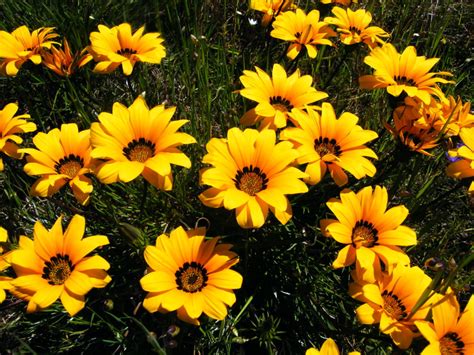 Gazania Treasure Flower Interesting Facts And Meaning A To Z Flowers