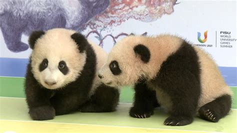 Seven Newborn Pandas Under The Spotlight In Sw China Cgtn