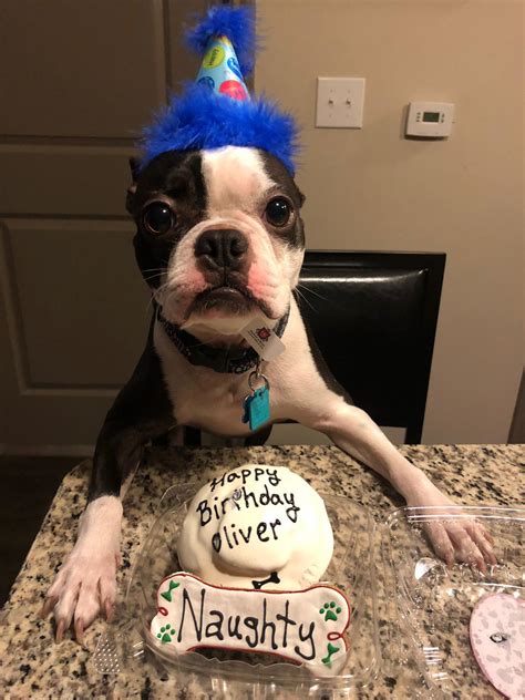 88 Boston Terrier Happy Birthday Images L2sanpiero