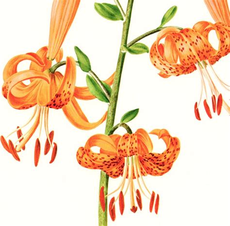 Tiger Lily Poster 1964 Vintage Botanical Art Small Flower Etsy