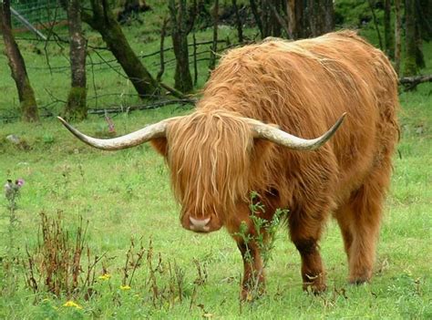 Highland Cattle Highland Cattle Scottish Highland Cow Beef Cattle