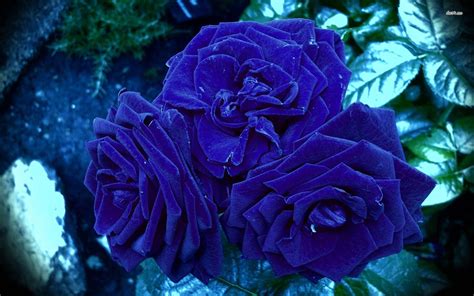 Blue Roses Wallpaper Images