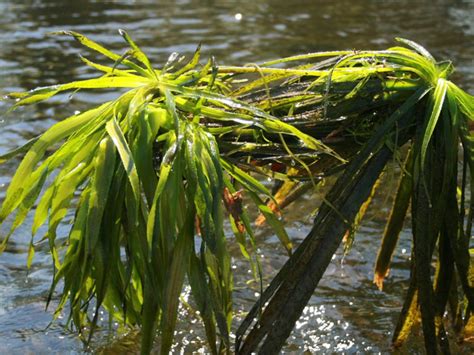 Aquatic Plants Ontarios Invading Species Awareness Program