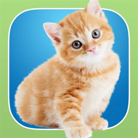 Instakitty A Funny Photo Booth Editor With Cute Kittens And Cool Cat