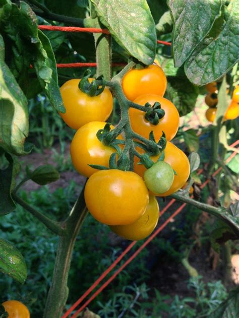 Tomato Galina Yellow Cherry Urban Seedling