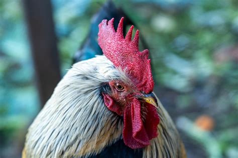 Premium Photo Closeup Of Andalusian Breed Rooster With All The