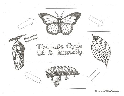 Drawing Life Cycle Of Butterfly Dallas Gilfoy