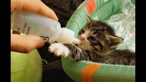 Hungry Kitten Compilation Bottle Feed Youtube