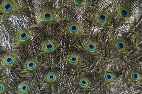 Free Images Bird Wing Structure Texture Pattern Beak Biology