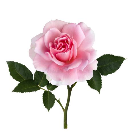 Delicate Pink Rose With Green Leaves Stock Photo Image Of Nature