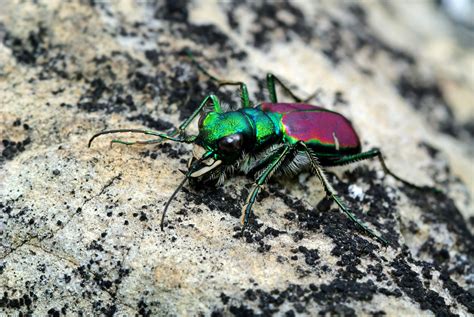 The Digiscoper: Two Tiger Beetles!