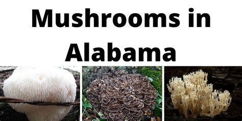 A Comprehensive List Of Wild Mushrooms In Alabama