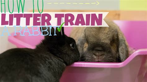 How To Litter Train A Rabbit 🐰 Youtube