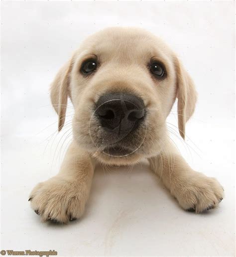 So we've compiled these links to help new puppy parents jump quickly to the topic they need right now! Yellow Lab Wallpaper Pictures - WallpaperSafari