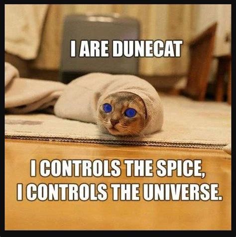 25 Hilarious Cat Memes That Will Make You Lol Funny Cat