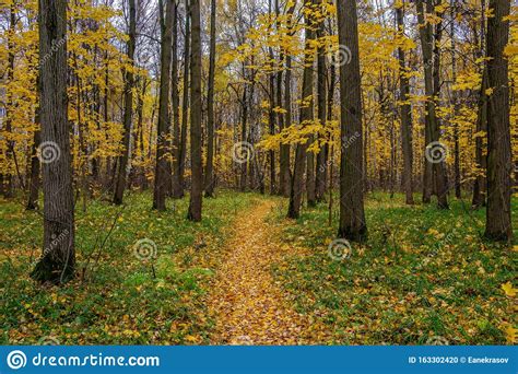 Golden Forest In Late Autumn On A Cloudy Day The Natural