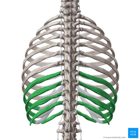 The rib cage, shaped in a mild cone shape and more flexible than most bone sets, is made up of varying elements such as the thoracic vertebra, 12 equally paired ribs, costal. Ribs: Anatomy, ligaments and clinical notes | Kenhub