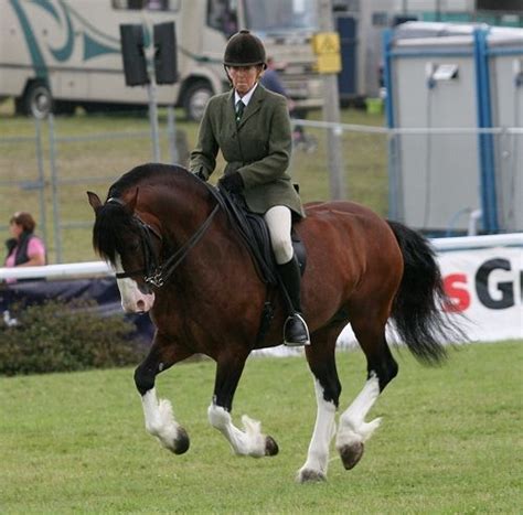 Hackney Horse Largest Horse Breed Welsh Pony Horse Aesthetic