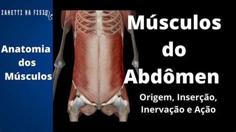 Anatomia Dos Músculos Do Abdômen 3d Origem Inserção Inervação E