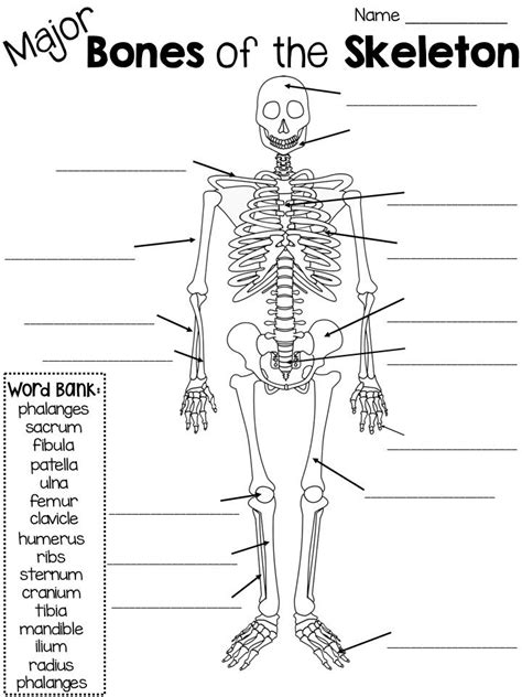 The human skeleton has a number of functions, such as protection and supporting weight. (Major) Bones of the Skeleton quiz with word bank ...