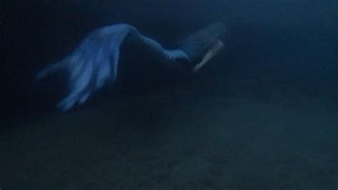 Sirens Swimming Underwater Goth Mermaid Swims In Lake Michigan At