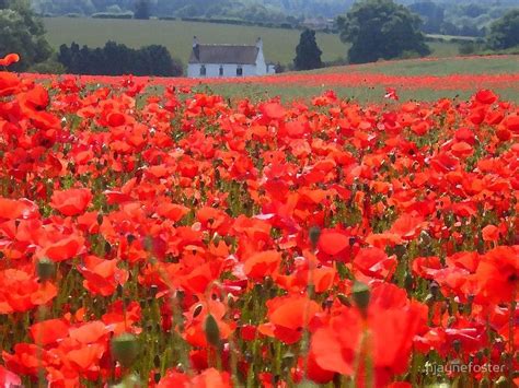 Local Poppy Field ~ Shropshire ~ England ~ Remembrance Day 2013