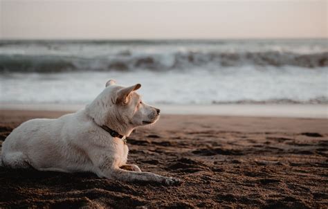 Dog Beach Sunset Wallpapers Top Free Dog Beach Sunset Backgrounds