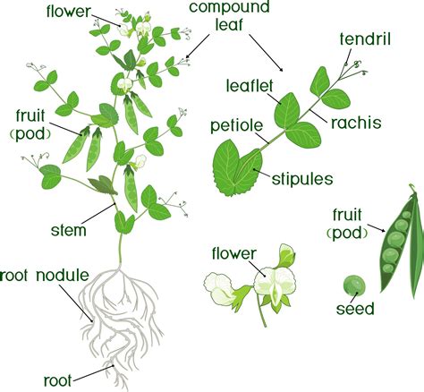 Stages Of Pea Plant Growth