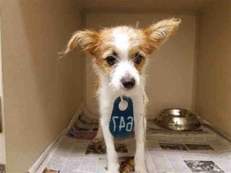 Has been added to your cart. ExuallyTrans: Chihuahua Terrier Mix For Adoption Near Me