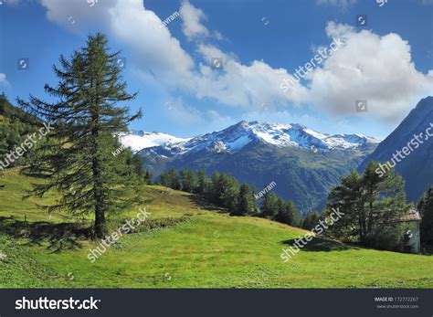 Swiss Alps Green Alpine Meadow On A Hillside And Surrounded By Pine