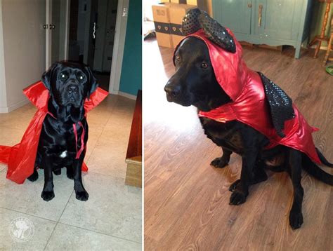 Happy Halloween Cute Labradors In Costumes Its A Lab Thing Dog