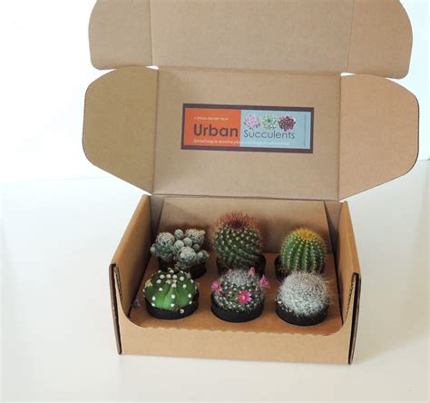 Cactus T Box Urban Succulents