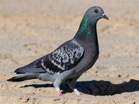 Rock Pigeon Celebrate Urban Birds