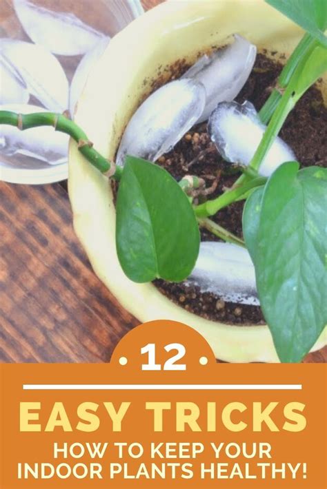 12 Easy Tricks How To Keep Your Indoor Plants Healthy Indoor Plants