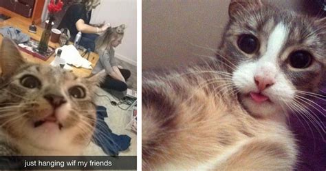 The 24 Funniest Photos Of Cats Taking Selfies 5 Really Made My Day Lol