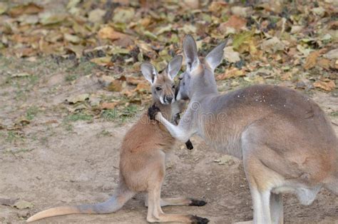 Mother And Baby Kangaroo 3 Stock Image Image Of Joey 36503159